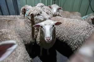 Sheep in stun pen at slaughterhouse - Captured at Steve's Country Kills, Chinchilla QLD Australia.