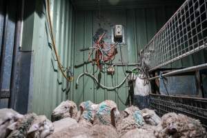Sheep in stun pen at slaughterhouse - Captured at Steve's Country Kills, Chinchilla QLD Australia.