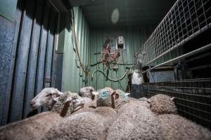 Sheep in stun pen at slaughterhouse - Captured at Steve's Country Kills, Chinchilla QLD Australia.
