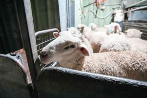 Sheep in stun pen at slaughterhouse - Captured at Steve's Country Kills, Chinchilla QLD Australia.
