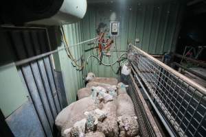 Sheep in stun pen at slaughterhouse - Captured at Steve's Country Kills, Chinchilla QLD Australia.