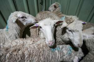 Sheep in stun pen at slaughterhouse - Captured at Steve's Country Kills, Chinchilla QLD Australia.