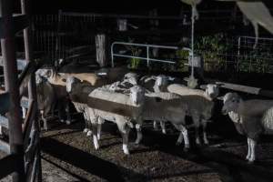 Sheep in outside holding pens at salughterhouse - Captured at Steve's Country Kills, Chinchilla QLD Australia.