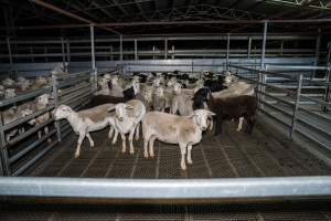 Groups of sheep in Millmerran Meats holding pens - Captured at Millmerran Meats, Millmerran QLD Australia.