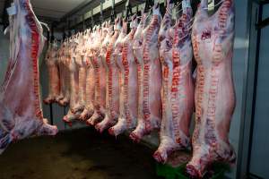Bodies & bags hanging in the chiller room at Millmerran Meats slaughterhouse - Captured at Millmerran Meats, Millmerran QLD Australia.