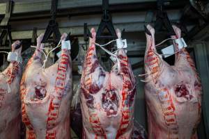 Bodies & bags hanging in the chiller room at Millmerran Meats slaughterhouse - Captured at Millmerran Meats, Millmerran QLD Australia.