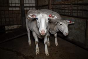 Sheep in holding pens - Captured at Maclagan Meats, Maclagan QLD Australia.