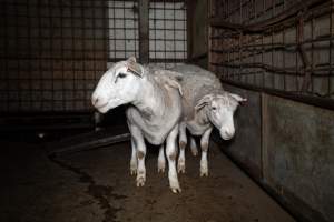 Sheep in holding pens - Captured at Maclagan Meats, Maclagan QLD Australia.