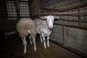 Sheep in holding pens - Captured at Maclagan Meats, Maclagan QLD Australia.