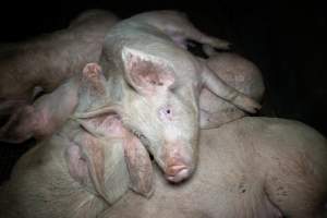 Pigs in holding pens - Captured at Maclagan Meats, Maclagan QLD Australia.