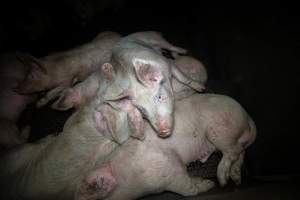 Pigs in holding pens - Captured at Maclagan Meats, Maclagan QLD Australia.