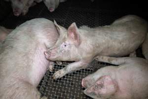 Pigs in holding pens - Captured at Maclagan Meats, Maclagan QLD Australia.