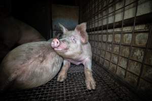 Pigs in holding pens - Captured at Maclagan Meats, Maclagan QLD Australia.