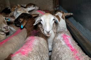 Sheep in holding pens - Captured at Maclagan Meats, Maclagan QLD Australia.