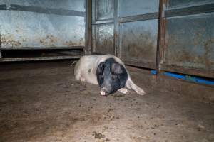 Sow in holding pen - Captured at Maclagan Meats, Maclagan QLD Australia.