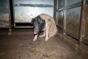 Sow in holding pen - Captured at Maclagan Meats, Maclagan QLD Australia.
