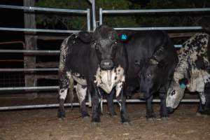 Cows in holding pens - Captured at Maclagan Meats, Maclagan QLD Australia.