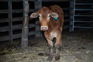 Cow in holding pen - Captured at Maclagan Meats, Maclagan QLD Australia.