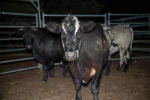 Cows in holding pen - Captured at Maclagan Meats, Maclagan QLD Australia.