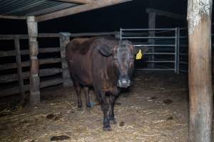 Cow in holding pen - Captured at Maclagan Meats, Maclagan QLD Australia.