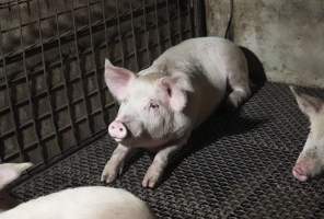 Pig in holding pen - Captured at Maclagan Meats, Maclagan QLD Australia.