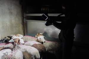 An investigator films sheep inside a holding pen - Captured at Maclagan Meats, Maclagan QLD Australia.