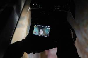 An investigator films a sow in the holding pens - Captured at Maclagan Meats, Maclagan QLD Australia.