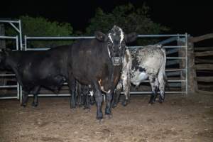 Cows in holding pen - Captured at Maclagan Meats, Maclagan QLD Australia.