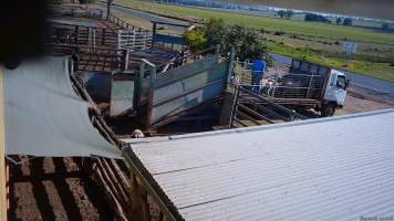 A worker unloads sheep into the holding pens -  (screenshot from hidden camera footage) - Captured at Maclagan Meats, Maclagan QLD Australia.
