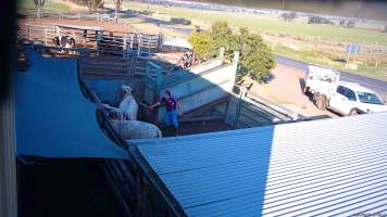 A worker uses an electric prod on a cow - (screenshot from hidden camera footage) - Captured at Maclagan Meats, Maclagan QLD Australia.