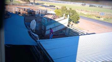A cow attempts to jump out of the holding pen - (screenshot from hidden camera footage) - Captured at Maclagan Meats, Maclagan QLD Australia.