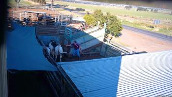 A worker uses an electric prod on a cow - (screenshot from hidden camera footage) - Captured at Maclagan Meats, Maclagan QLD Australia.