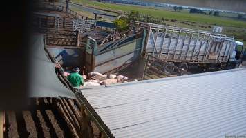 Electric prods used on pigs in the holding pens - (screenshot from hidden camera footage) - Captured at Maclagan Meats, Maclagan QLD Australia.