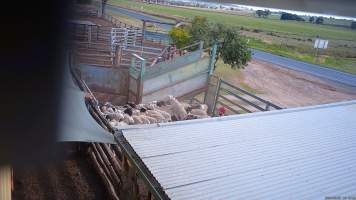 Sheep are herded through the holding pen - (screenshot from hidden camera footage) - Captured at Maclagan Meats, Maclagan QLD Australia.