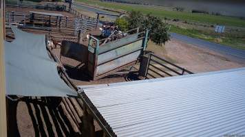 Goats are unloaded into the holding pens - (screenshot from hidden camera footage) - Captured at Maclagan Meats, Maclagan QLD Australia.