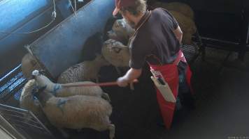 Sheep are herded into the stun pen - (screenshot from hidden camera footage) - Captured at Maclagan Meats, Maclagan QLD Australia.