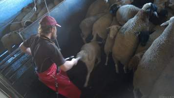 A worker drags a sheep by their leg -  (screenshot from hidden camera footage) - Captured at Maclagan Meats, Maclagan QLD Australia.