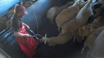 A sheep is clamped around the head with an electric stunner - (screenshot from hidden camera footage) - Captured at Maclagan Meats, Maclagan QLD Australia.