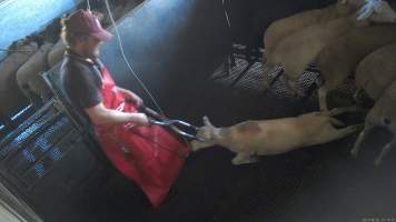 A sheep is clamped around the head with an electric stunner - (screenshot from hidden camera footage) - Captured at Maclagan Meats, Maclagan QLD Australia.
