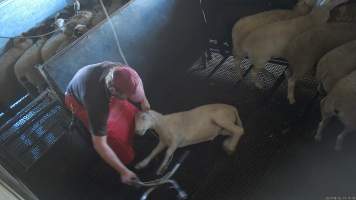 Sheep stunning - (screenshot from hidden camera footage) - Captured at Maclagan Meats, Maclagan QLD Australia.