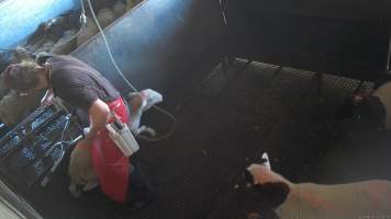 A sheep runs from a worker - (screenshot from hidden camera footage) - Captured at Maclagan Meats, Maclagan QLD Australia.