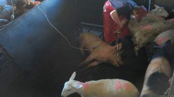 Electric stunning - pigs - (screenshot from hidden camera footage) - Captured at Maclagan Meats, Maclagan QLD Australia.