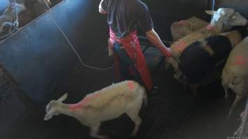 A worker pulls a pigs tail in the stun pen - (screenshot from hidden camera footage) - Captured at Maclagan Meats, Maclagan QLD Australia.
