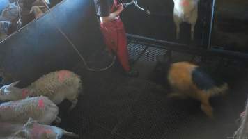 A sheep attempts to escape the stun pen - (screenshot from hidden camera footage) - Captured at Maclagan Meats, Maclagan QLD Australia.