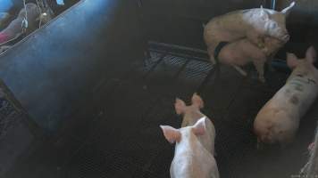 Pigs in the stun pen - Mounting is a behaviour associated with stress and fear in pigs (screenshot from hidden camera footage) - Captured at Maclagan Meats, Maclagan QLD Australia.
