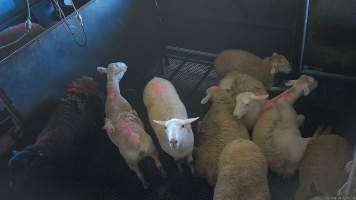 Sheep in stun pen - (screenshot from hidden camera footage) - Captured at Maclagan Meats, Maclagan QLD Australia.