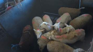 Sheep in stun pen - (screenshot from hidden camera footage) - Captured at Maclagan Meats, Maclagan QLD Australia.