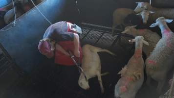 Electric stunning - sheep - (screenshot from hidden camera footage) - Captured at Maclagan Meats, Maclagan QLD Australia.