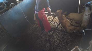 Electric stunning - goats - (screenshot from hidden camera footage) - Captured at Maclagan Meats, Maclagan QLD Australia.