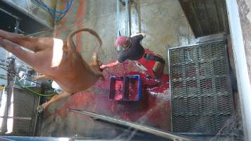 Brain scrambling - A knife is inserted into the cows brain, causing them to thrash and convulse (screenshot from hidden camera footage) - Captured at Maclagan Meats, Maclagan QLD Australia.